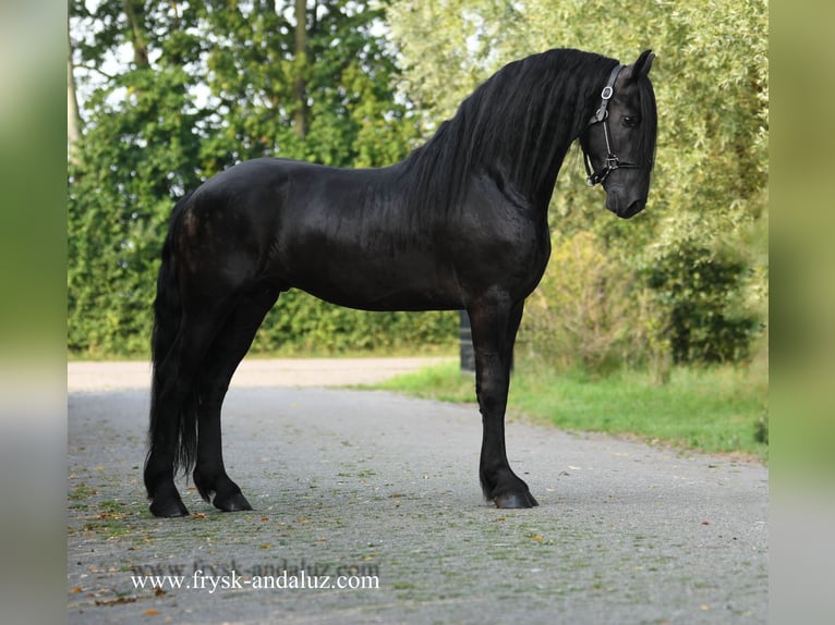 Friesian horses Stallion 3 years 15,3 hh Black in Mijnsheerenland