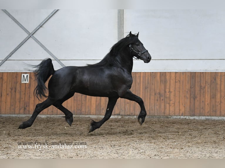 Friesian horses Stallion 3 years 15,3 hh Black in Mijnsheerenland
