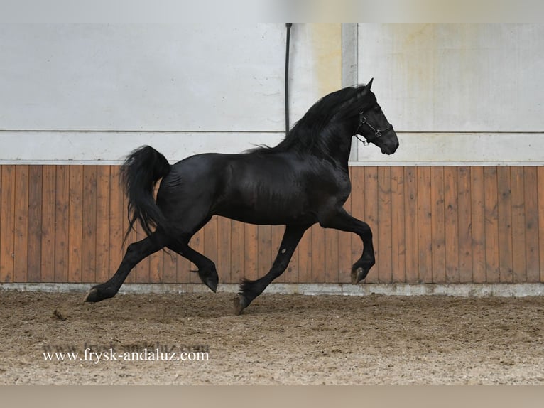 Friesian horses Stallion 3 years 15,3 hh Black in Mijnsheerenland
