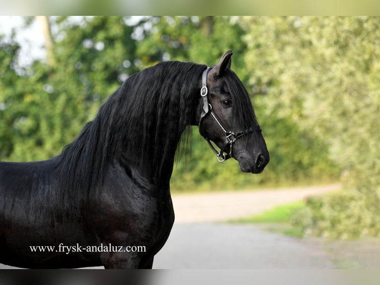 Friesian horses Stallion 3 years 15,3 hh Black in Mijnsheerenland