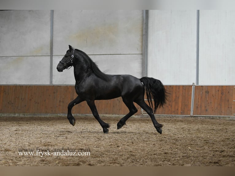 Friesian horses Stallion 3 years 15,3 hh Black in Mijnsheerenland