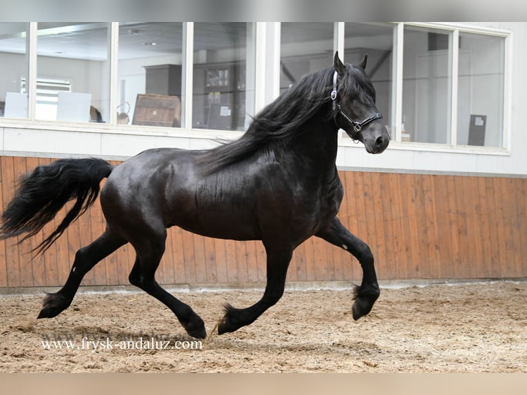 Friesian horses Stallion 3 years 15,3 hh Black in Mijnsheerenland