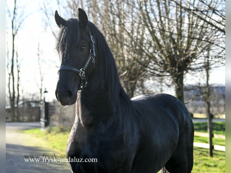 Friesian horses Stallion 3 years 15,3 hh Black in Mijnsheerenland