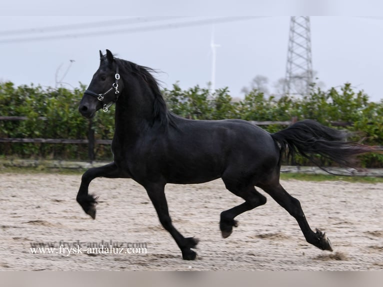 Friesian horses Stallion 3 years 15,3 hh Black in Mijnsheerenland