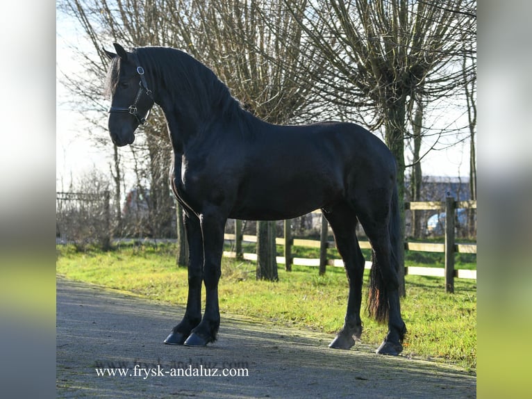 Friesian horses Stallion 3 years 15,3 hh Black in Mijnsheerenland