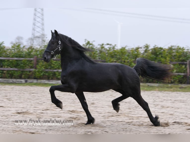 Friesian horses Stallion 3 years 15,3 hh Black in Mijnsheerenland