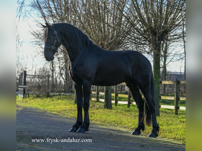 Friesian horses Stallion 3 years 15,3 hh Black in Mijnsheerenland