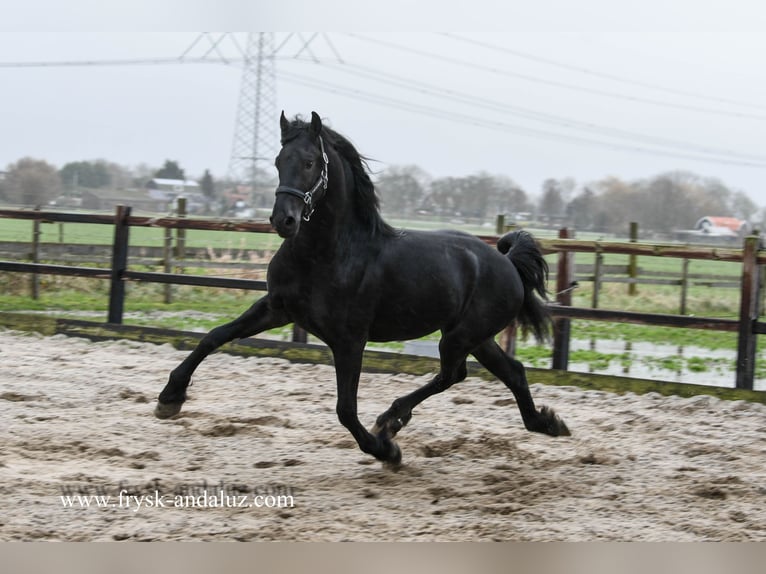 Friesian horses Stallion 3 years 15,3 hh Black in Mijnsheerenland