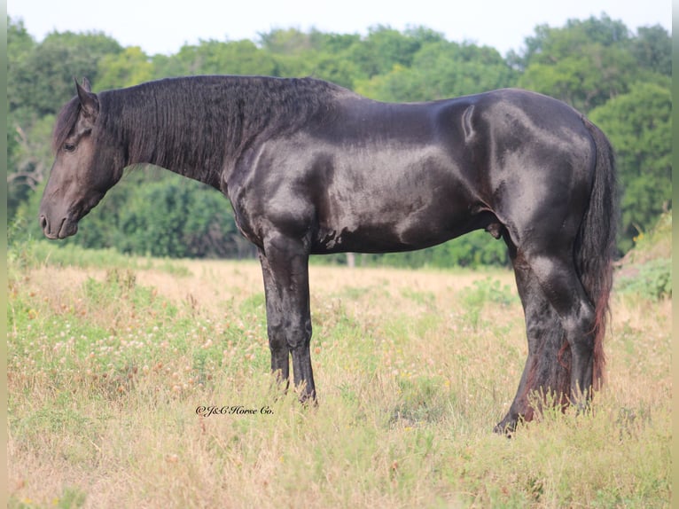 Friesian horses Stallion 3 years 15 hh Black in Greenville