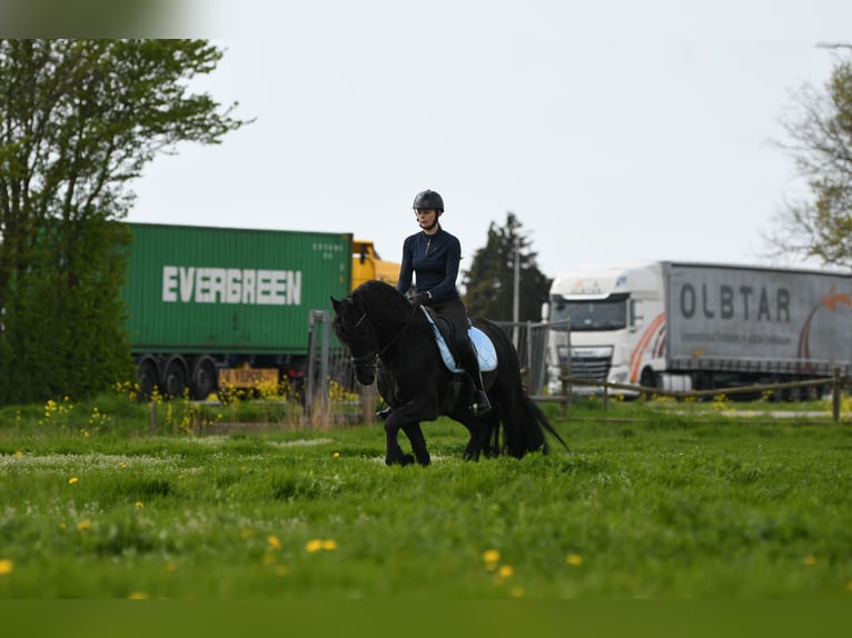 Friesian horses Stallion 3 years 15,3 hh Black in Mijnsheerenland