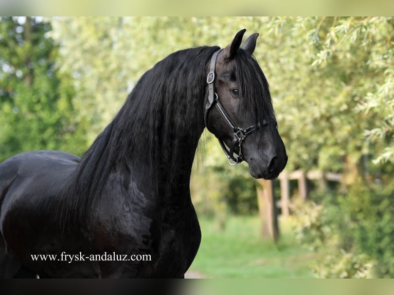 Friesian horses Stallion 3 years 15,3 hh Black in Mijnsheerenland