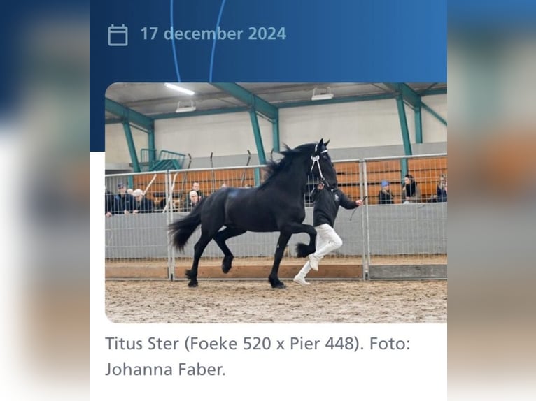 Friesian horses Stallion 3 years 16,1 hh Black in Lippetal