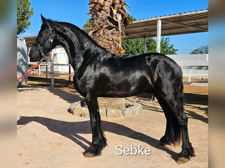 Friesian horses Stallion 3 years 16,1 hh Black in Agost