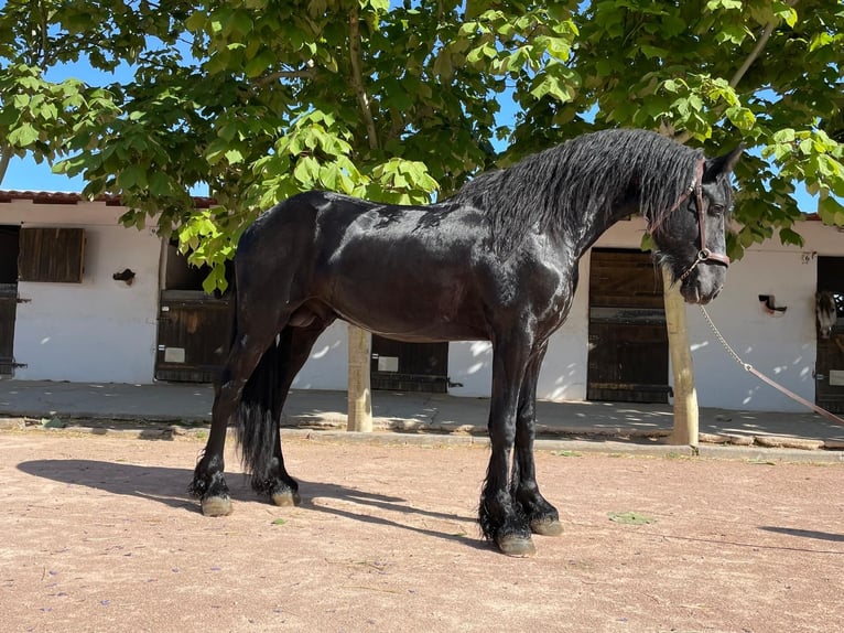 Friesian horses Stallion 3 years 16,1 hh Black in Agost