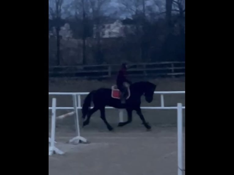 Friesian horses Stallion 3 years 16.1 hh Black in St. Georgen ob Jdbg