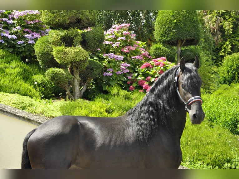 Friesian horses Stallion 3 years 16,1 hh Black in Ochtendung