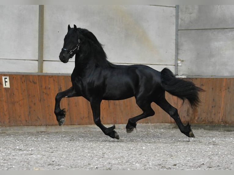 Friesian horses Stallion 3 years 16.1 hh Black in Mijnsheerenland