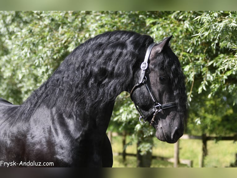 Friesian horses Stallion 3 years 16.1 hh Black in Mijnsheerenland