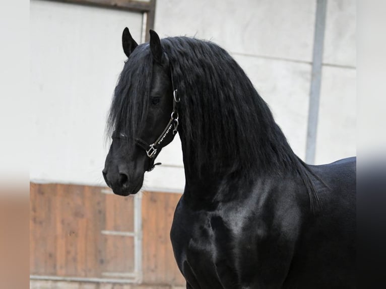 Friesian horses Stallion 3 years 16.1 hh Black in Mijnsheerenland