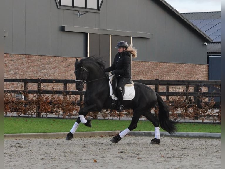 Friesian horses Stallion 3 years 16,1 hh Black in Lunteren