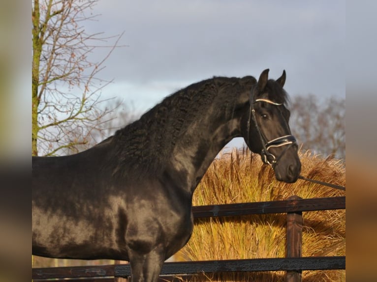 Friesian horses Stallion 3 years 16,1 hh Black in Lunteren