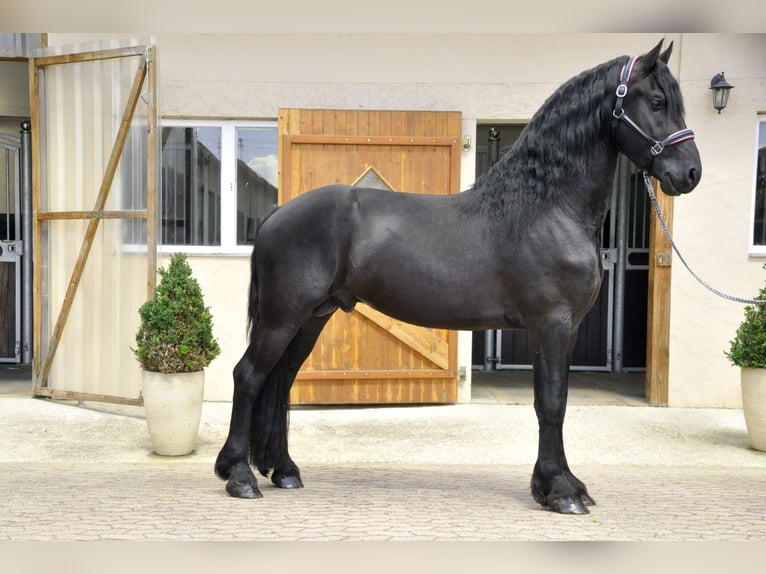 Friesian horses Stallion 3 years 16,1 hh Black in Ochtendung