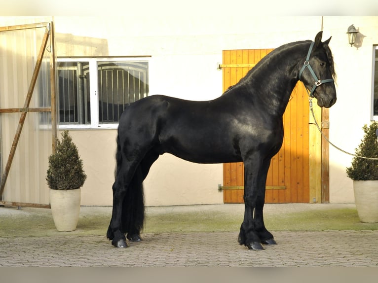 Friesian horses Stallion 3 years 16,1 hh Black in Ochtendung