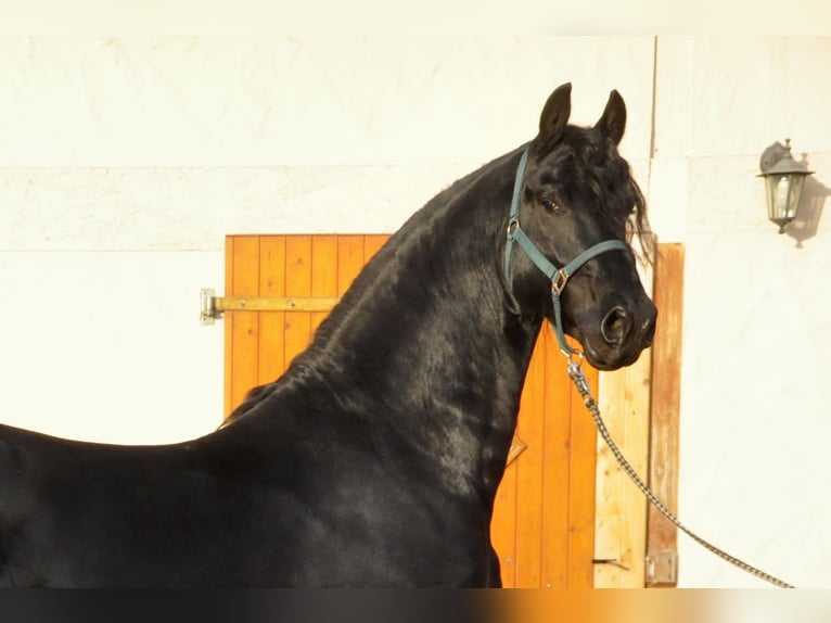 Friesian horses Stallion 3 years 16,1 hh Black in Ochtendung