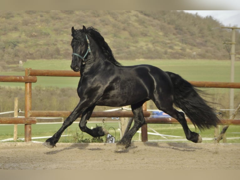 Friesian horses Stallion 3 years 16,1 hh Black in Ochtendung