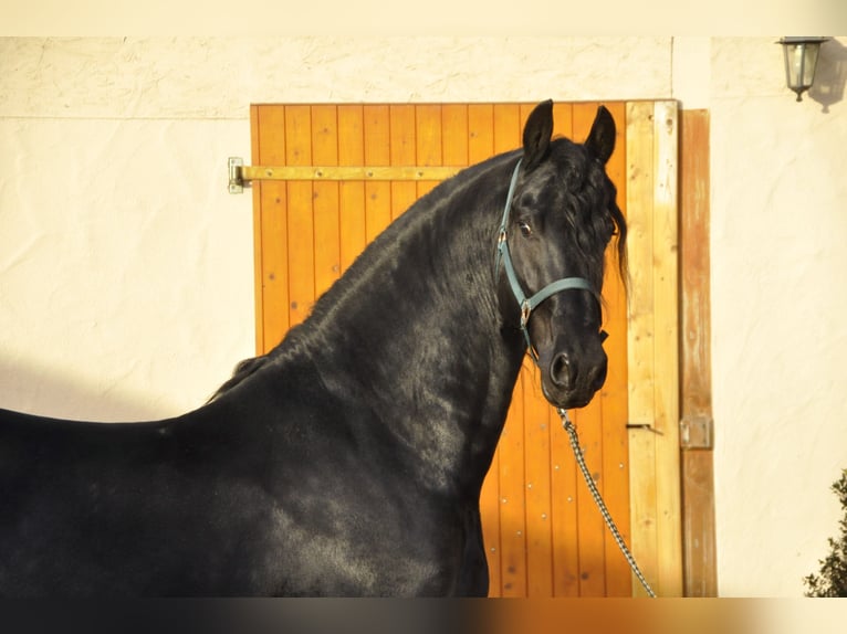 Friesian horses Stallion 3 years 16,1 hh Black in Ochtendung