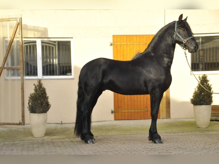 Friesian horses Stallion 3 years 16,1 hh Black in Ochtendung