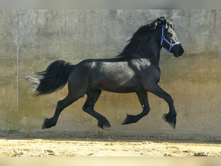 Friesian horses Stallion 3 years 16,1 hh Black in Ochtendung