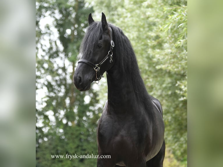 Friesian horses Stallion 3 years 16,1 hh Black in Mijnsheerenland