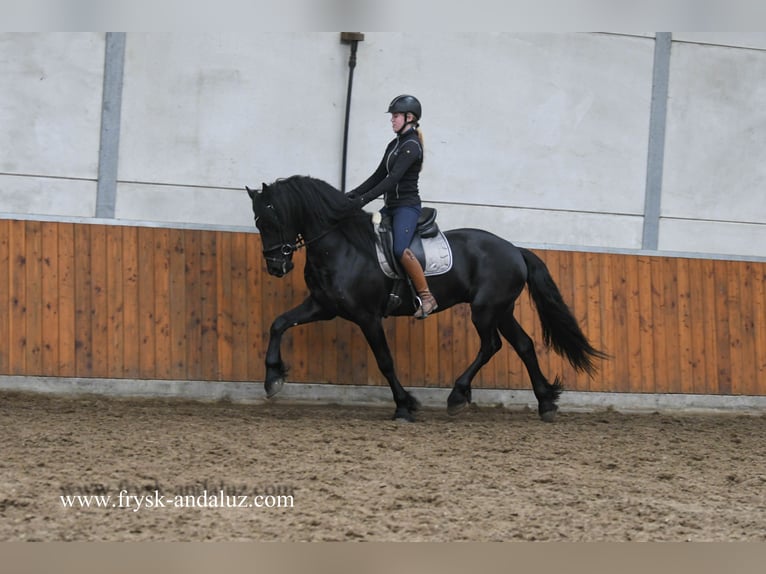 Friesian horses Stallion 3 years 16,1 hh Black in Mijnsheerenland