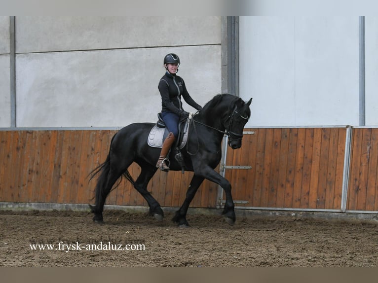 Friesian horses Stallion 3 years 16,1 hh Black in Mijnsheerenland