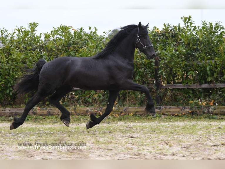 Friesian horses Stallion 3 years 16,1 hh Black in Mijnsheerenland