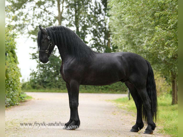 Friesian horses Stallion 3 years 16,1 hh Black in Mijnsheerenland