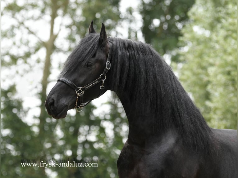 Friesian horses Stallion 3 years 16,1 hh Black in Mijnsheerenland