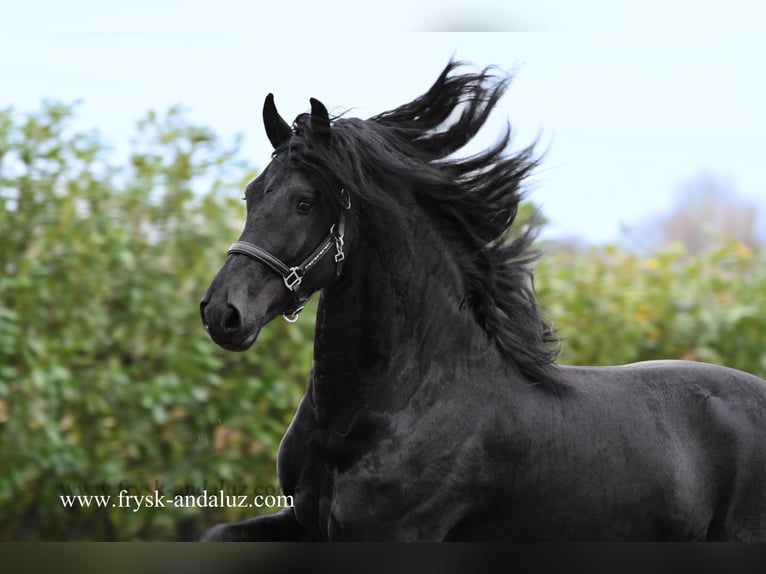 Friesian horses Stallion 3 years 16,1 hh Black in Mijnsheerenland