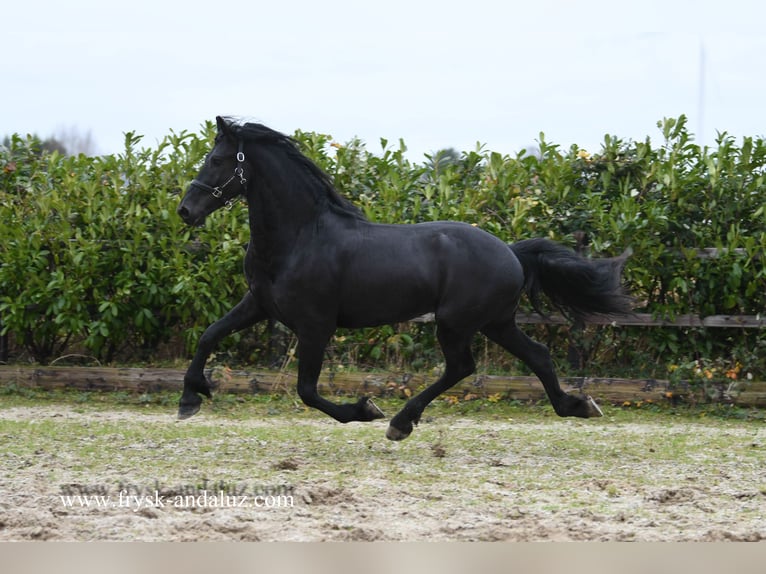 Friesian horses Stallion 3 years 16,1 hh Black in Mijnsheerenland