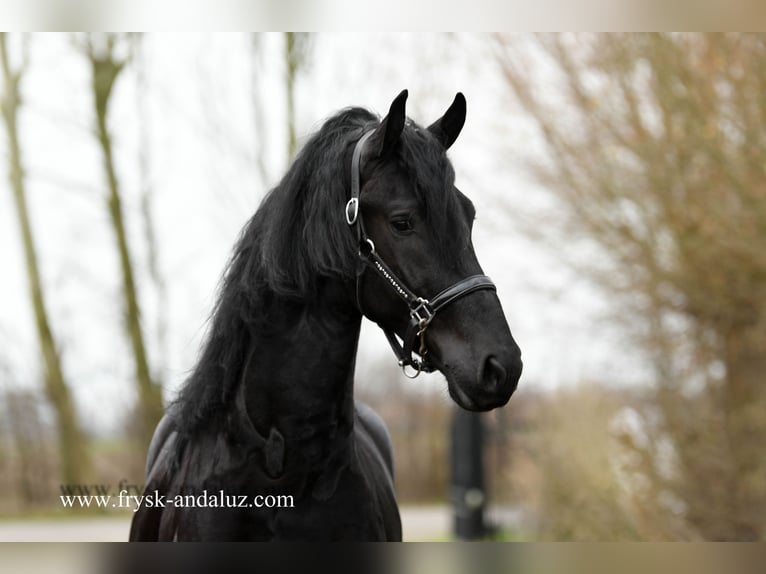 Friesian horses Stallion 3 years 16,1 hh Black in Mijnsheerenland