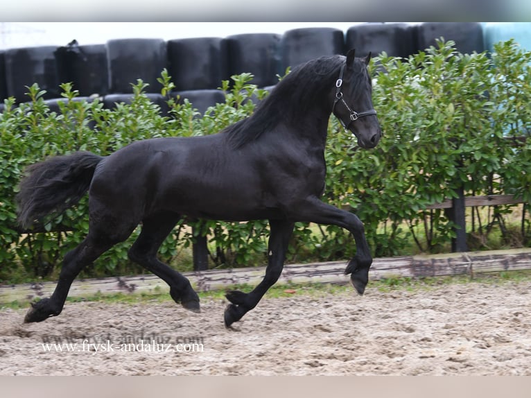 Friesian horses Stallion 3 years 16,1 hh Black in Mijnsheerenland