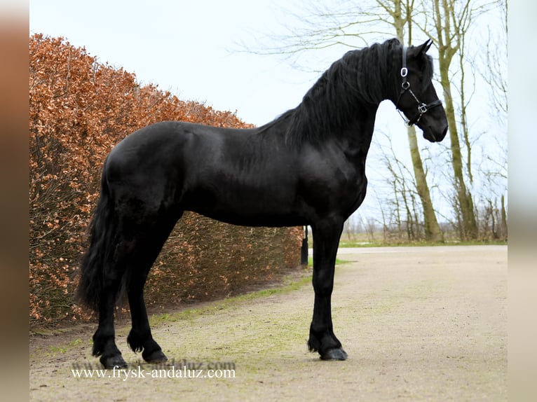 Friesian horses Stallion 3 years 16,1 hh Black in Mijnsheerenland