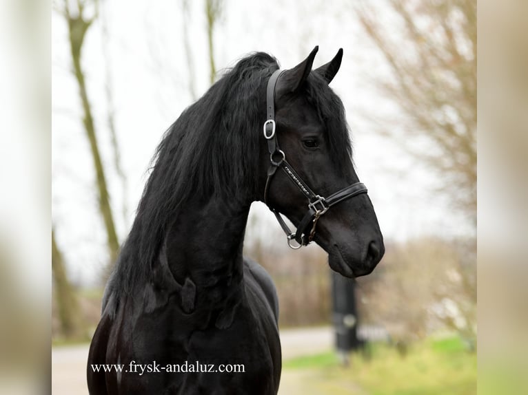 Friesian horses Stallion 3 years 16,1 hh Black in Mijnsheerenland