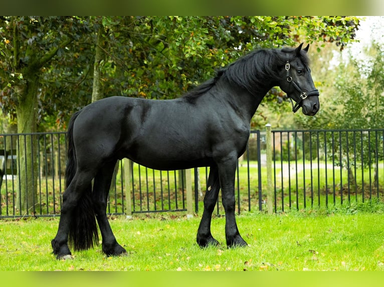 Friesian horses Stallion 3 years 16,1 hh Black in Spijk