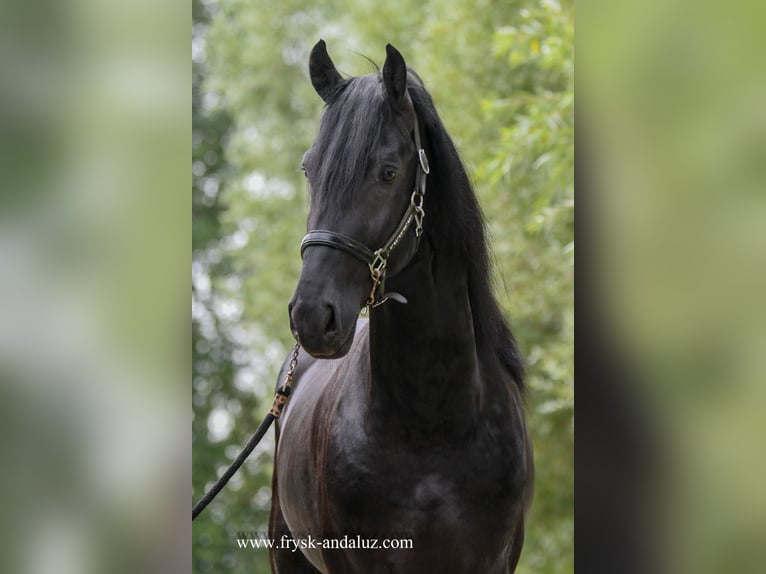 Friesian horses Stallion 3 years 16,1 hh Black in Mijnsheerenland