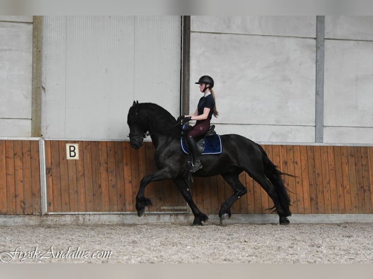 Friesian horses Stallion 3 years 16.1 hh Black in Mijnsheerenland