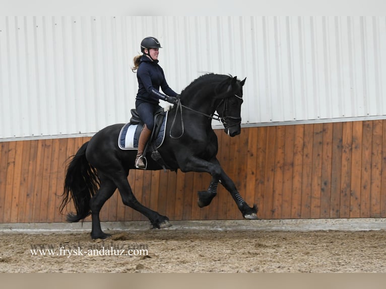 Friesian horses Stallion 3 years 16,1 hh Black in Mijnsheerenland