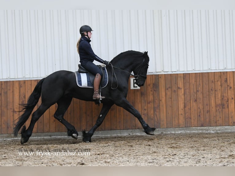 Friesian horses Stallion 3 years 16,1 hh Black in Mijnsheerenland