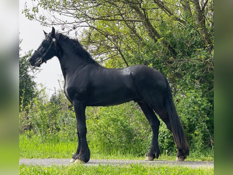 Friesian horses Stallion 3 years 16,1 hh Black in Rechnitz